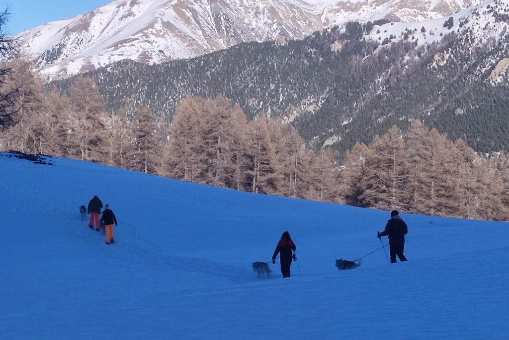 Cani-raquette dans la Forêt Blanche à Vars avec chien de traîneau
