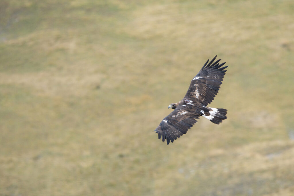 Rapace observé lors d’un safari photo en montagne