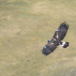 Rapace observé lors d’un safari photo en montagne