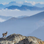 Chamois dans un paysage de montagne des Alpes du Sud