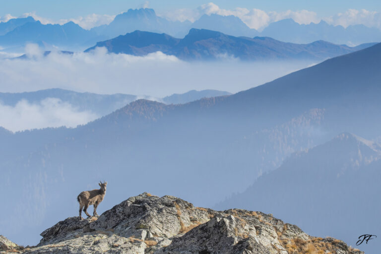 Chamois dans un paysage de montagne des Alpes du Sud