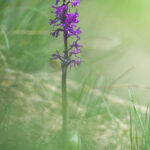 photo flore guide randonée photo hautes alpes vars risoul guillestre ubbaye