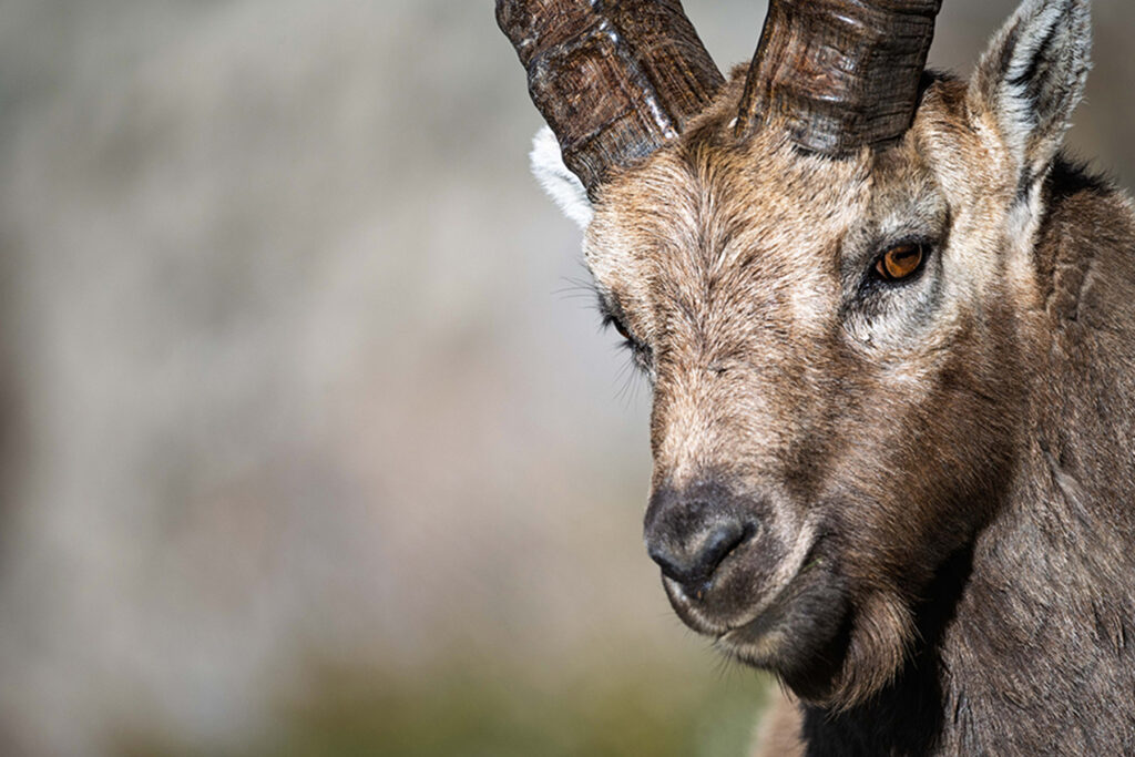 Portrait de bouquetin dans les montagnes des Alpes du Sud