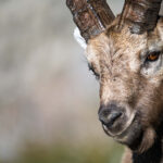 Portrait de bouquetin dans les montagnes des Alpes du Sud