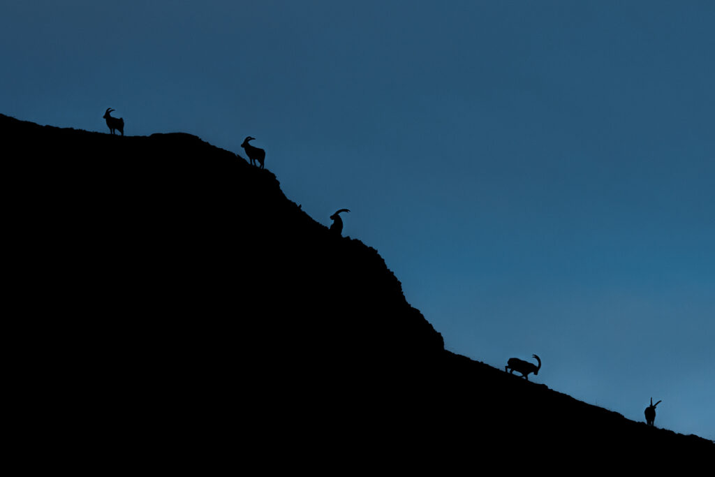 Silhouettes de bouquetins sur les crêtes en montagne