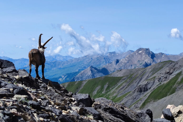 Bouquetin dans la vallée de l’Ubaye
