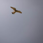 Rapace observé lors d’un safari photo en montagne