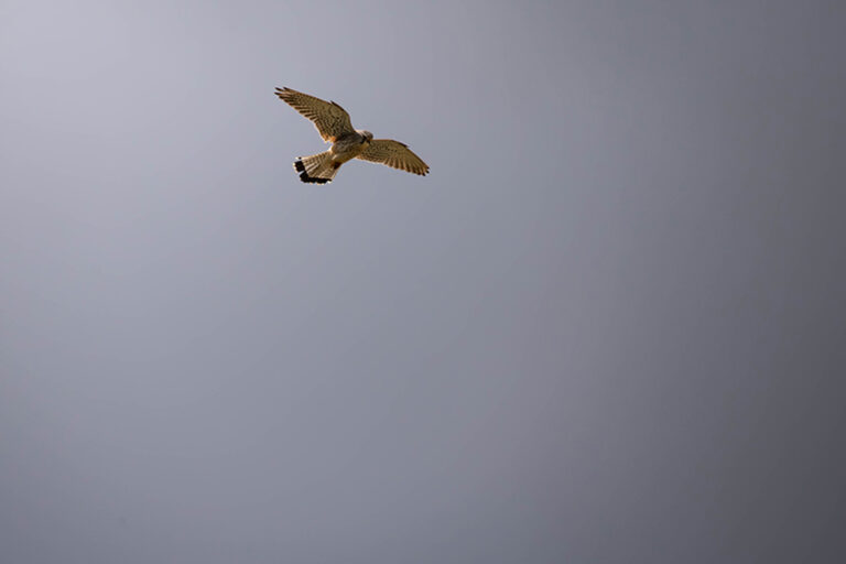 Rapace observé lors d’un safari photo en montagne