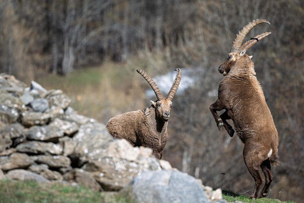 Combat de deux bouquetins en montagne