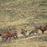 Cerf et groupe de biches observés lors d’un safari photo en montagne