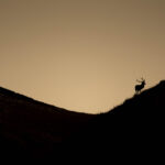 Silhouette de cerf lors d’un safari photo dans l’Ubaye