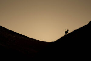 Silhouette de cerf lors d’un safari photo dans l’Ubaye