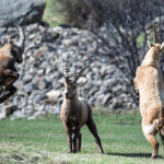 Combat de trois bouquetins lors d’un safari photo en montagne