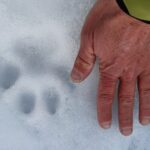 randonnée vars risoul ubbaye faune raquette sport hiver